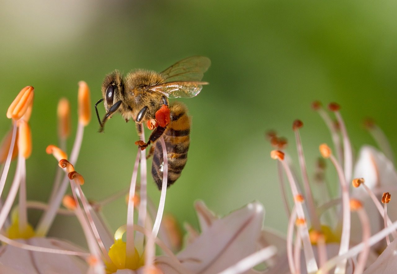 bee, insect, flower-515023.jpg